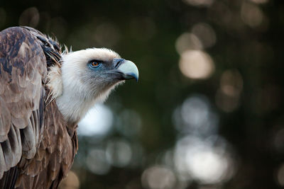 Close-up of vulture