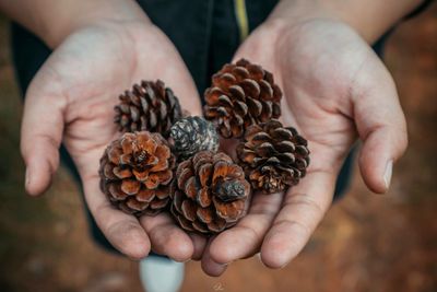 Cropped hands of person holding pine cone