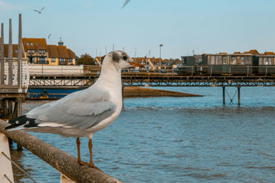 Seagull perching on a rail
