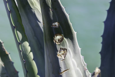 Close-up of plant