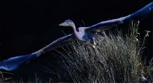 View of a bird flying