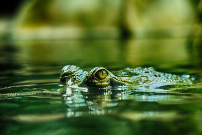 Close-up of frog swimming in lake