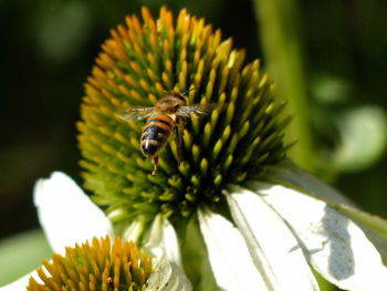 Close-up of bee pollinating on flower