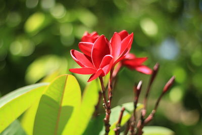 Close-up of red flowering plant