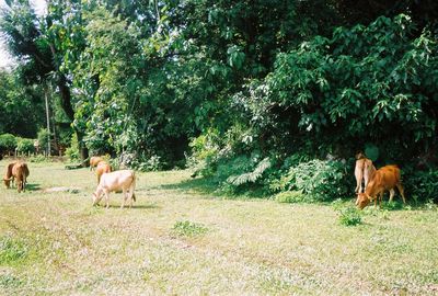 Dog standing on grassy field