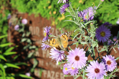 Close-up of butterfly pollinating on purple flower