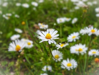 Close-up of white daisy flowers