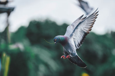 Close-up of pigeon flying outdoors