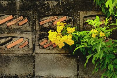 High angle view of yellow flowering plants