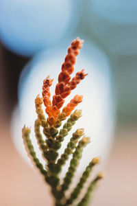 Close-up of orange plant