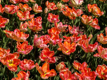 Full frame shot of red flowers