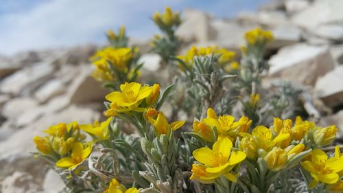 Close-up of yellow flowers blooming outdoors