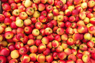 Picked red apples at harvest