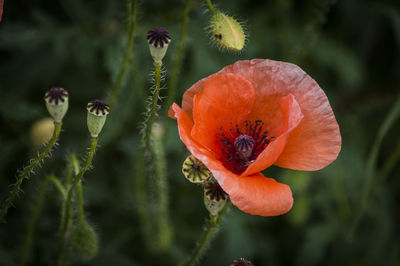 Close-up of poppy blooming outdoors