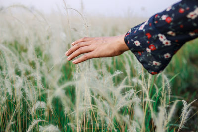 Cropped hand touching plants growing in farm