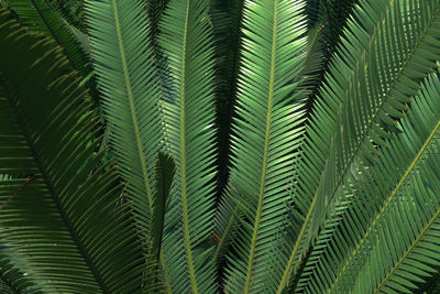 Close-up of palm tree leaves