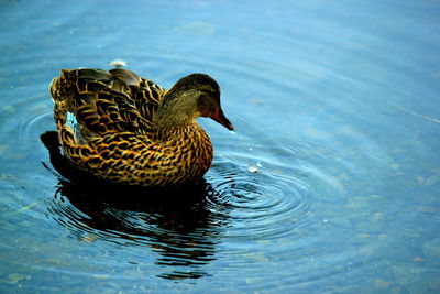 High angle view of mallard duck swimming in lake