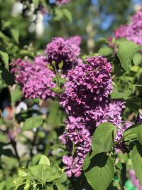 Close-up of pink flowering plant