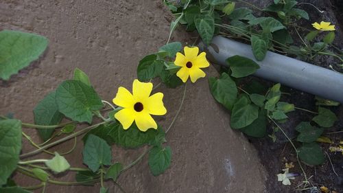 High angle view of yellow flowers growing on plant