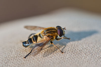 Close-up of insect