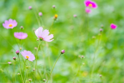 Close-up of pink flowering plants on field