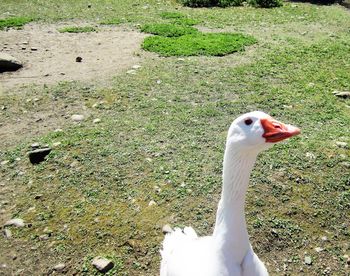High angle view of swan on field