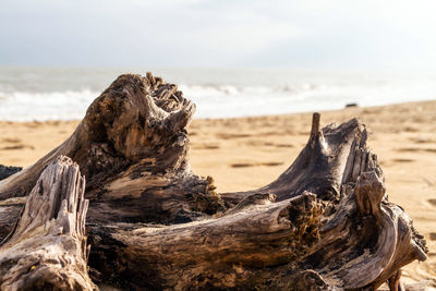 Close-up of driftwood on beach