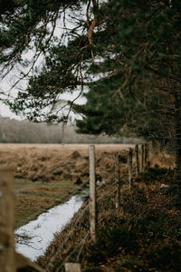 Trees on field