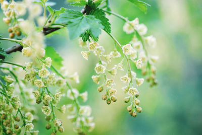 Garden currant flowering closeup, ribes rubrum, red currant blossoming in spring