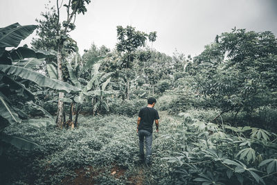 Rear view of man walking in forest