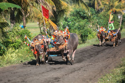 Mekepung - bali traditional bull racing