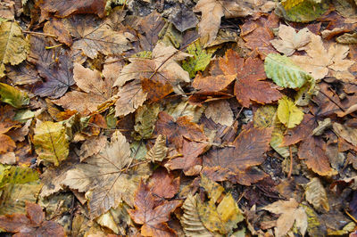 Full frame shot of dry leaves on tree