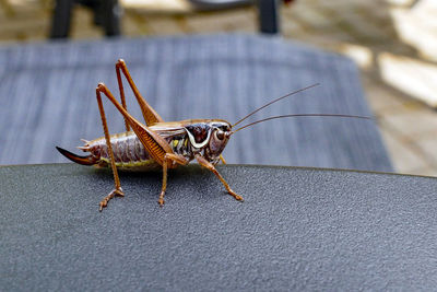 Close-up of grasshopper