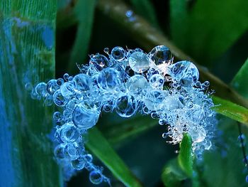 Close-up of water drops on blue leaf