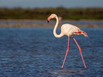 Greater flamingo in camargue