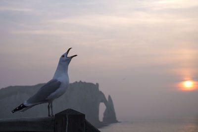 Seagull perching on sea against sky during sunset