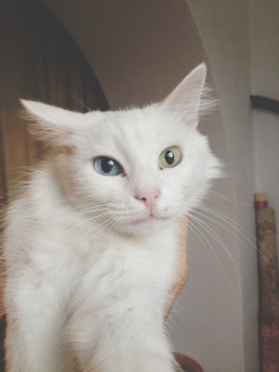 domestic cat, domestic animals, pets, animal themes, cat, one animal, feline, mammal, indoors, whisker, looking at camera, portrait, close-up, animal head, white color, home interior, alertness, animal eye, kitten, staring