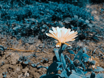 Close-up of orange flower on field