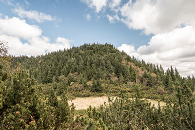 Scenic view of forest against sky