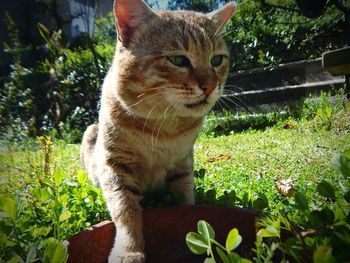 Close-up of cat on tree