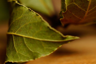 Close-up of fresh green leaves