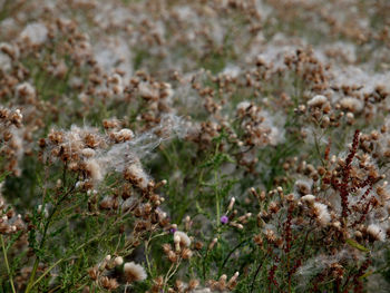 High angle view of flowering plant on field