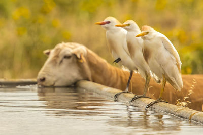 View of ducks in lake