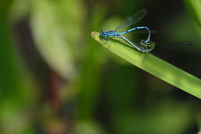 Close-up of damselfly on leaf