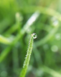 Close-up of grass