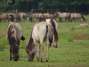 Wild horses in germany