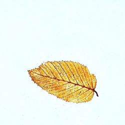 Close-up of leaves over white background