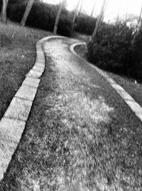 Road along trees