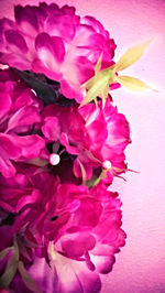 Close-up of pink flowers