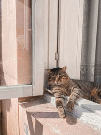 Portrait of a cat sitting on wood